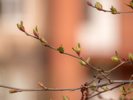 alder branches with green buds in the spring in the foreground