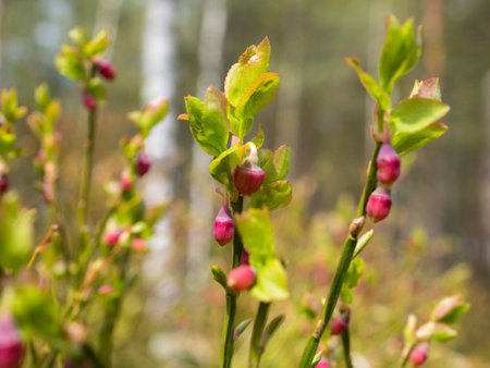 blueberry bush in the forest in spring closeupの写真素材