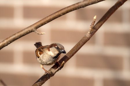 portrait of a sparrow on a branch in springの写真素材