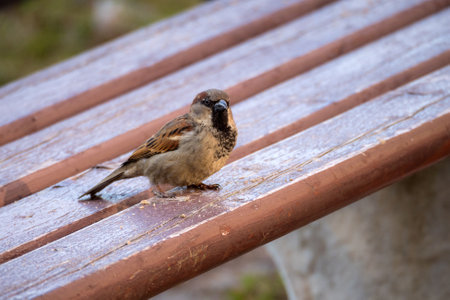 portrait of a sparrow on a wooden benchの写真素材