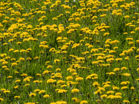 dandelions in green grass on a sunny spring dayの写真素材