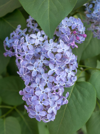 branch of blue lilac in spring close up