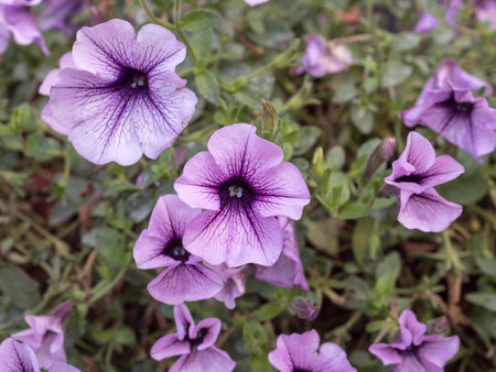 purple petunia in the garden close upの写真素材