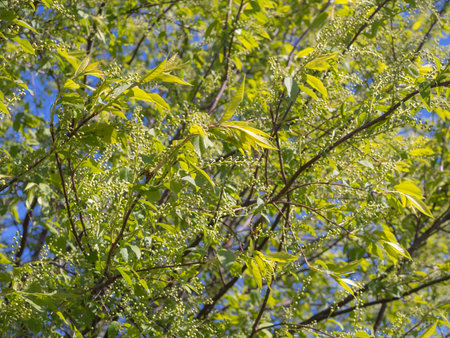 bird cherry branches in spring at the beginning of flowering