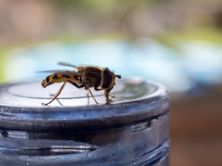 hoverfly sitting on a jar close upの写真素材