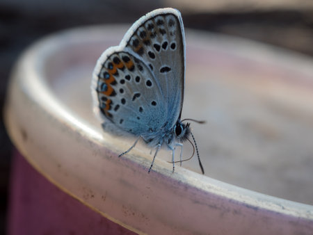 portrait of a small blue butterfly close upの写真素材