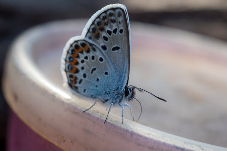 portrait of a small blue butterfly close upの写真素材