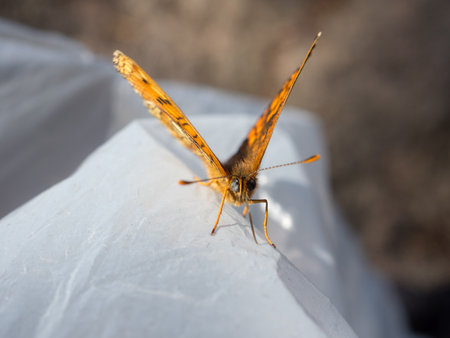 portrait of an orange butterfly close up