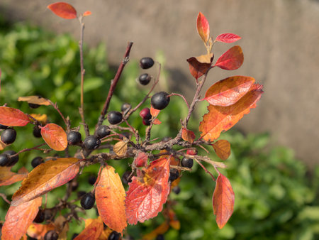 chokeberry branch with black berries and red leaves