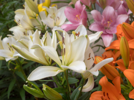 beautiful lilies in the garden in summer closeupの写真素材