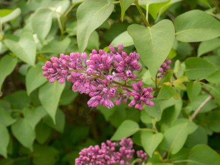 branch of lilac bush in spring closeupの写真素材