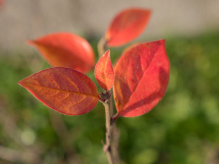 chokeberry branch with red leaves in autumn closeupの写真素材