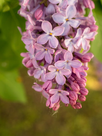 lilac branches in the spring garden closeupの写真素材