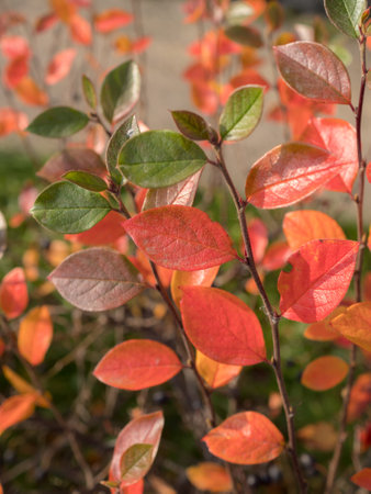 chokeberry branches with red leaves in autumn closeupの写真素材