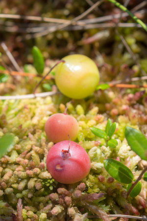 cranberries in the bog in summer close up