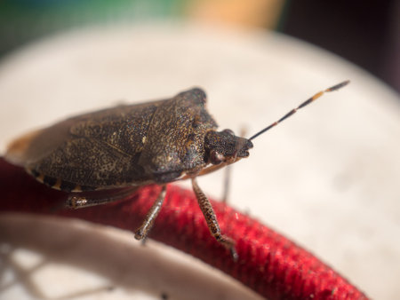 Brown Marmorated Stink Bug on a red rope close upの写真素材