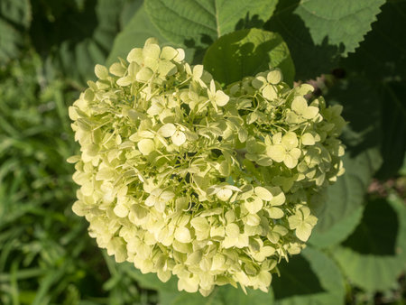 blooming white hydrangea in the garden in summer