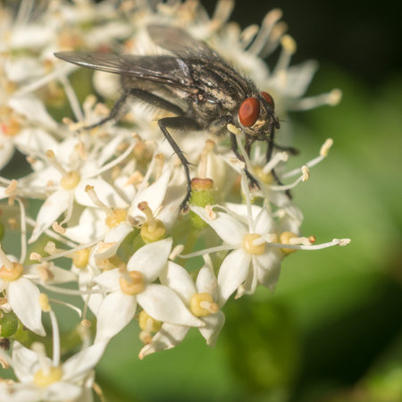 fly on white dogwood in the garden close upの写真素材