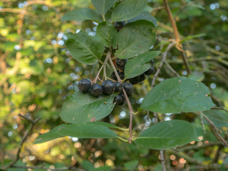 branch of black rowan with ripe berries in autumn