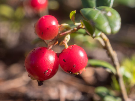 lingonberry bush with ripe red berries in the forest closeupの写真素材