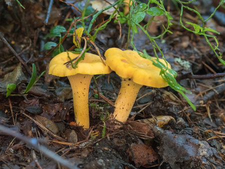 Chanterelle mushrooms in the summer forest close upの写真素材