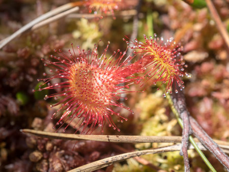 sundew flowers in a swamp close upの写真素材