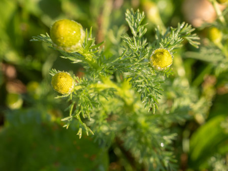 chamomile flowers close up in autumnの写真素材