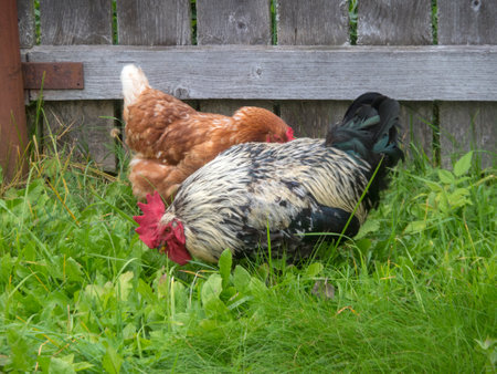 rooster and hen on the grass near a wooden fenceの写真素材