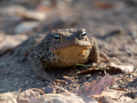 toad on the ground with autumn leaves close upの写真素材