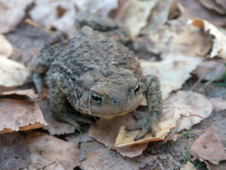 toad on the ground with autumn leaves close up