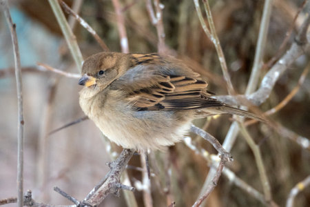 portrait of a sparrow sitting on a tree branchの写真素材