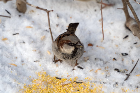 sparrow in the snow in winter eats milletの写真素材