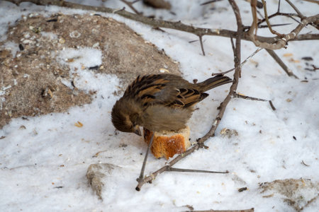 sparrow eats bread in the snow in winterの写真素材
