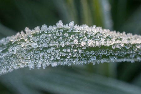 green grass in frost on a cold autumn morning close upの写真素材