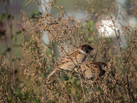 flock of sparrows on dry plants with seeds in autumn