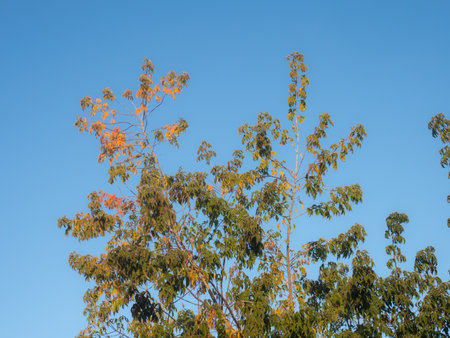 willow branches with yellow and green leaves against the sky in autumn