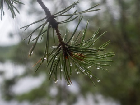 pine branches in the forest with water drops after rain