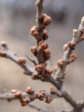 sea ââbuckthorn branches with buds in spring close upの写真素材