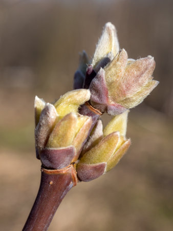 maple branch with buds closeup on a spring dayの写真素材