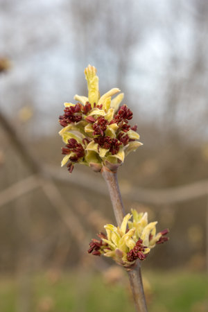 maple branch with buds closeup on a spring dayの写真素材
