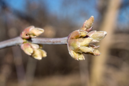 maple branch with buds closeup on a spring dayの写真素材