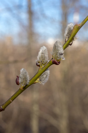 willow branch with buds closeup on a spring dayの写真素材