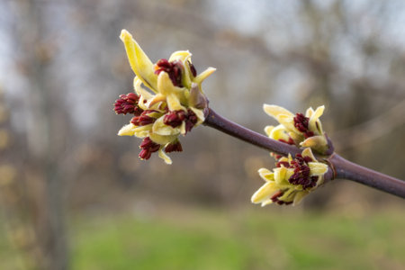 maple branch with buds closeup on a spring dayの写真素材