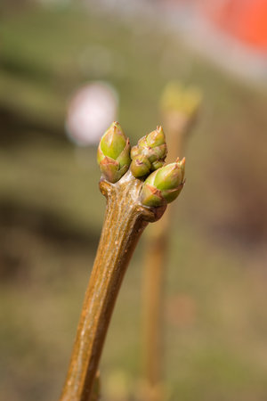 lilac branch with buds closeup in springの写真素材