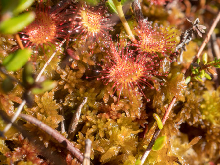 sundew flowers in a swamp close upの写真素材