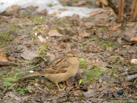 sparrow on the ground in spring eats a green leafの写真素材