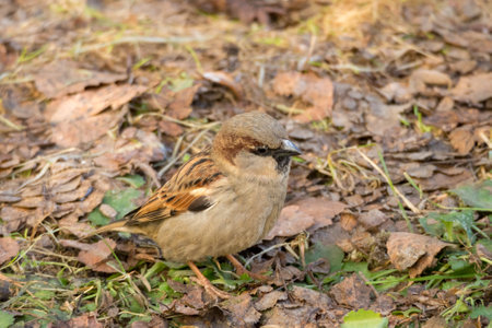 portrait of a sparrow on the ground in springの写真素材