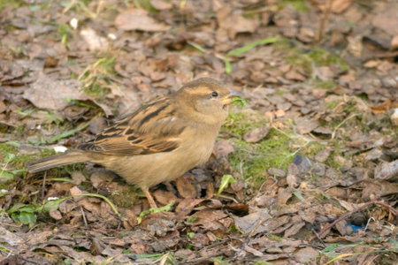sparrow on the ground in spring eats a green leafの写真素材
