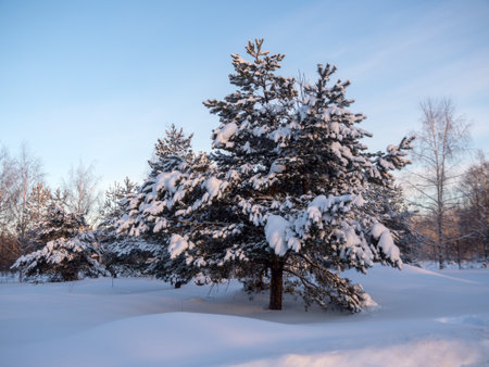 landscape with pine trees under snow in winter morningの写真素材