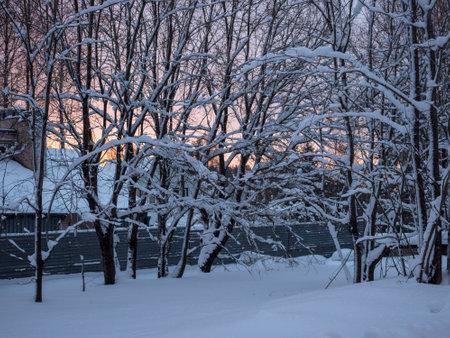 landscape with plants under snow in winter at dawnの写真素材